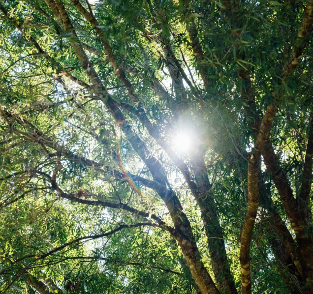 Sunlight streaming through the green leaves and branches of a thick tree.